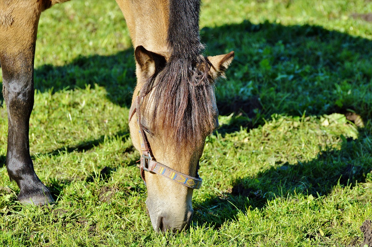 horse pferdeportrait horse head free photo