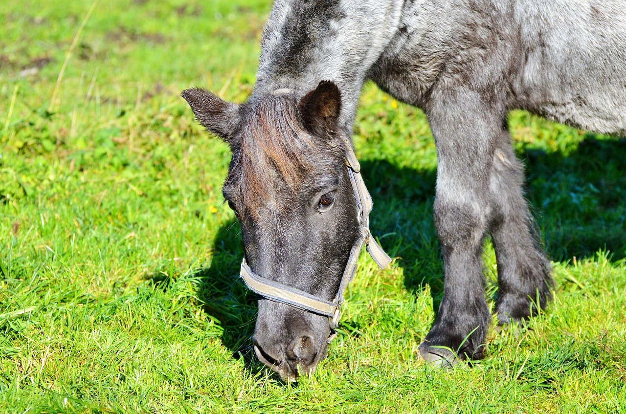 horse ride reiter free photo