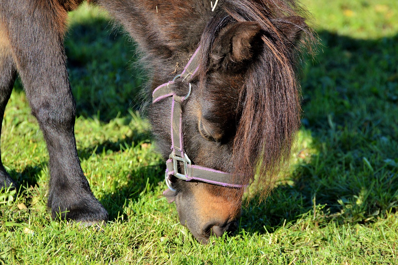 horse pony mane free photo