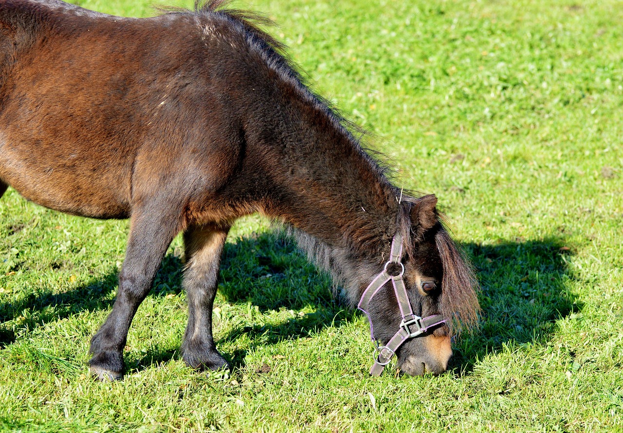 horse pony mane free photo