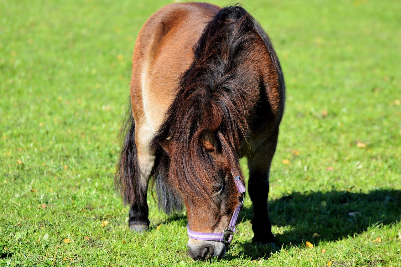 horse pony mane free photo