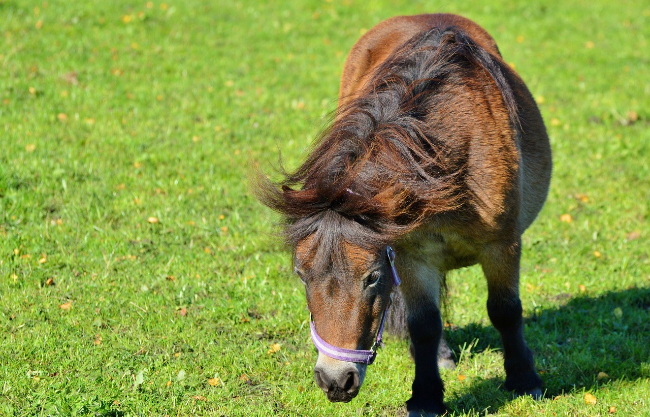 horse pony mane free photo