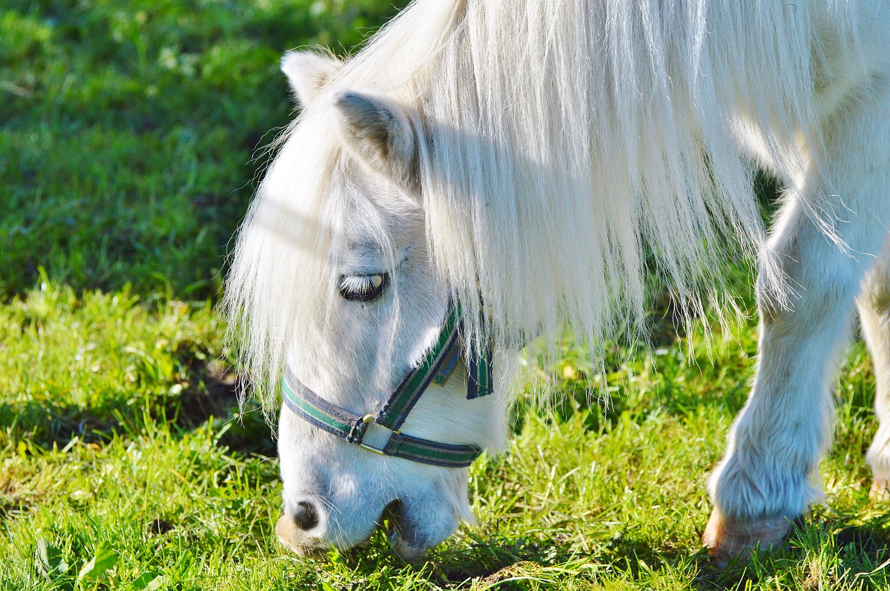 horse pony seahorses free photo