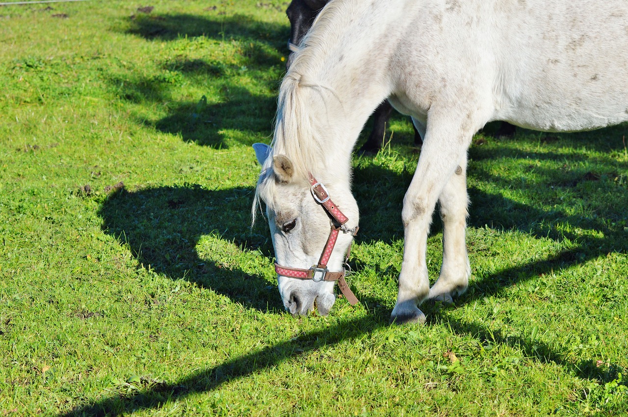 horse ride reiter free photo