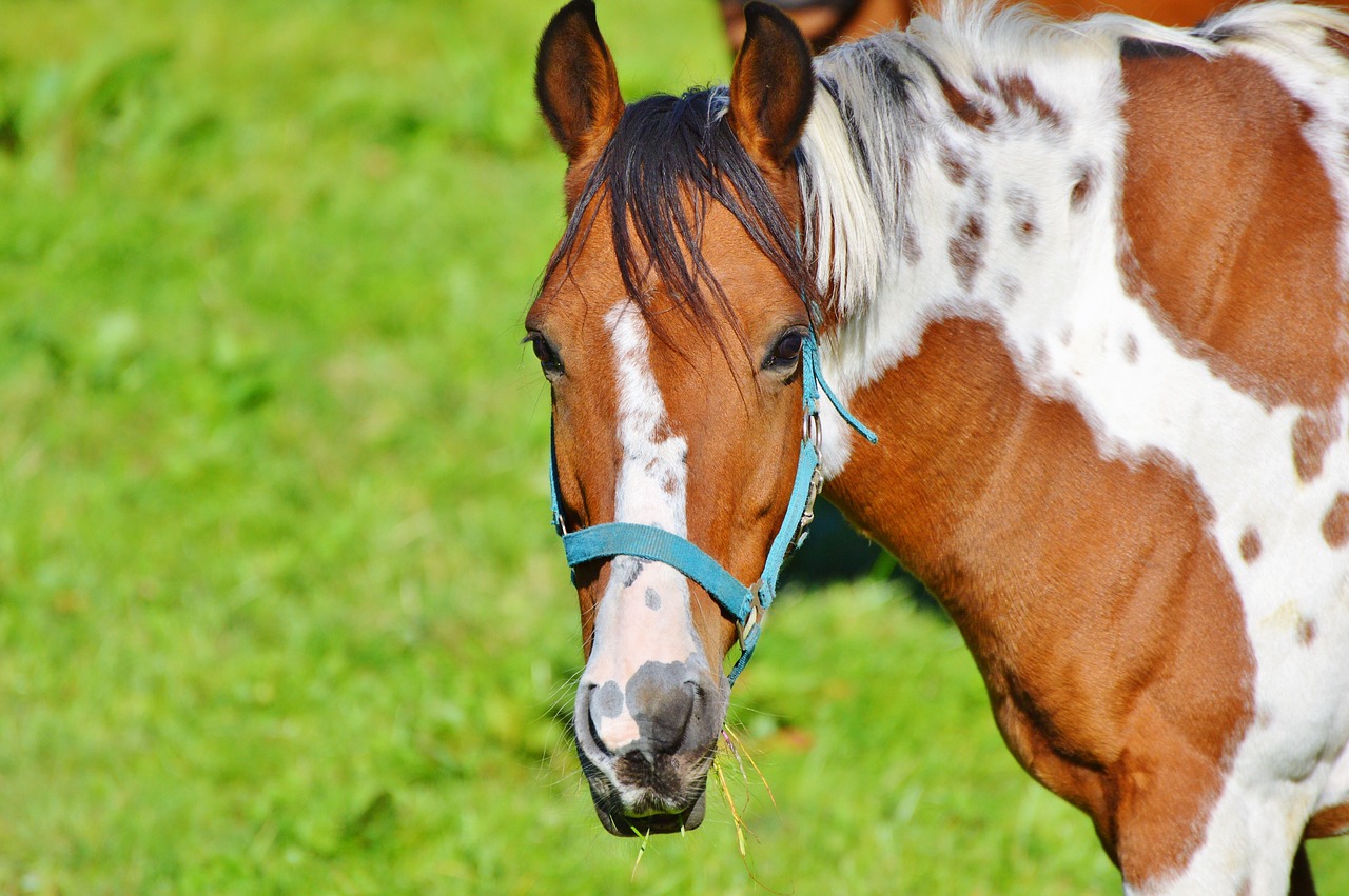 horse ride reiter free photo