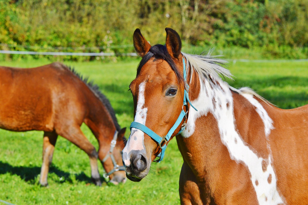 horse ride reiter free photo