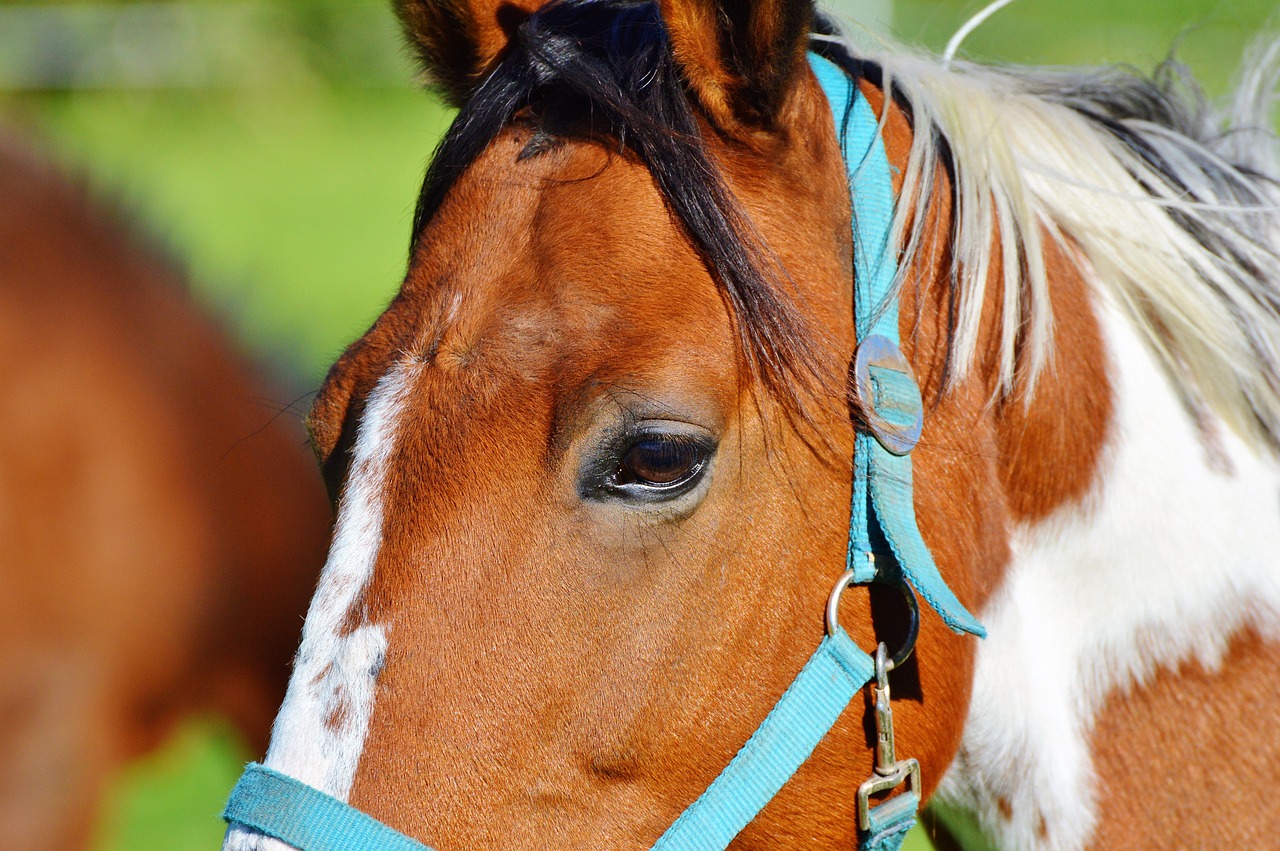 horse ride reiter free photo