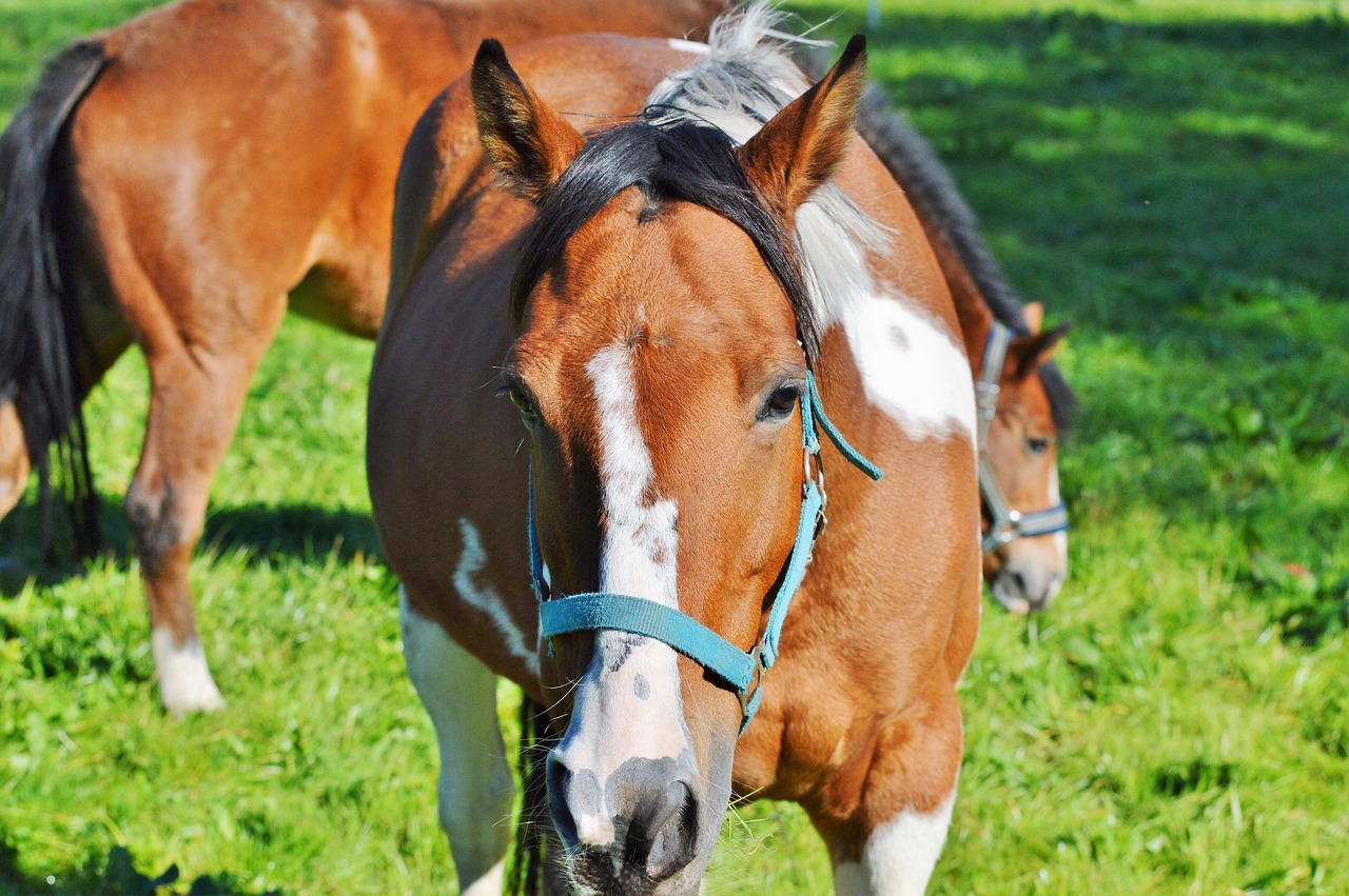 horse ride reiter free photo