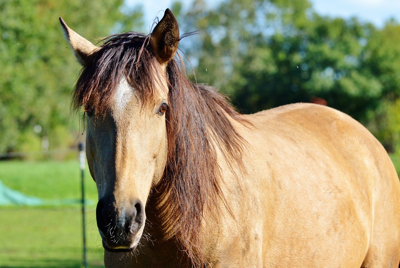 horse ride reiter free photo