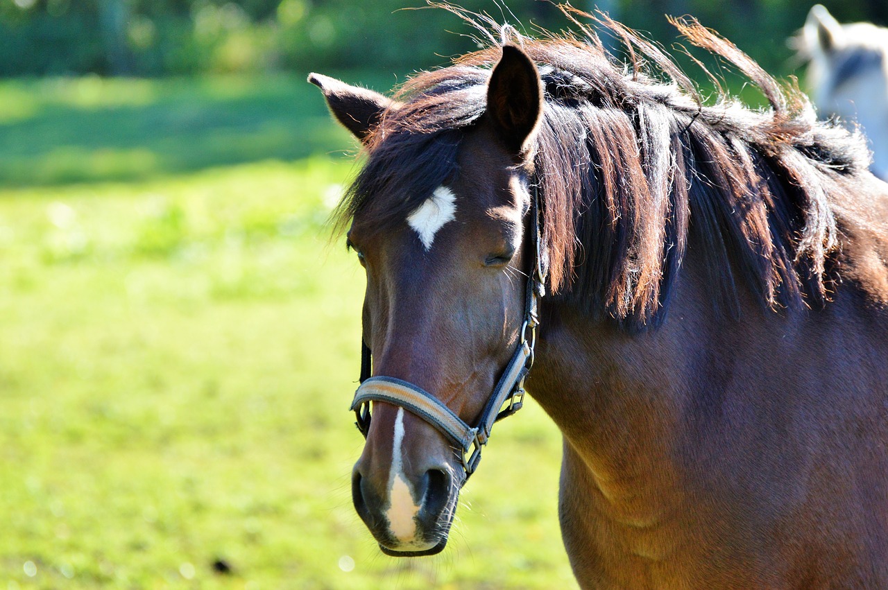 horse ride reiter free photo