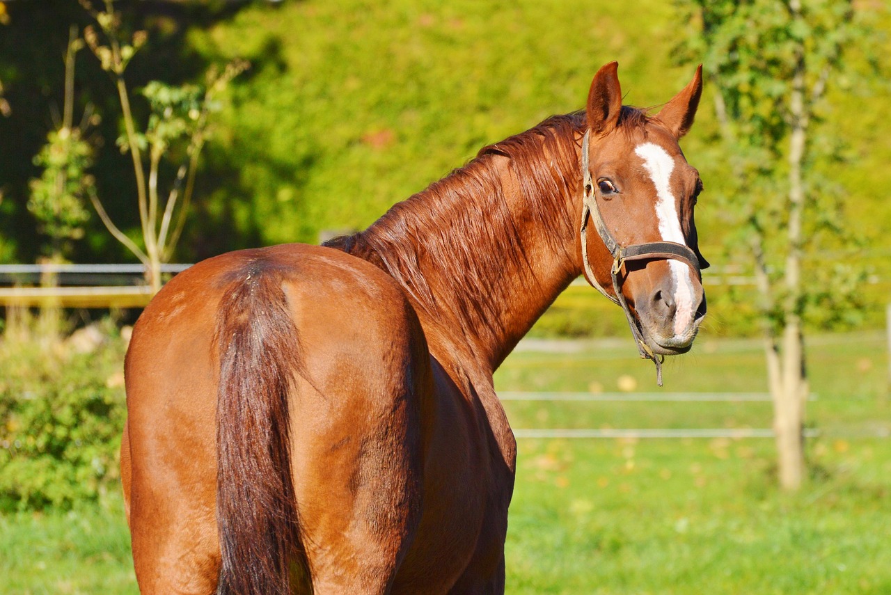 horse ride reiter free photo