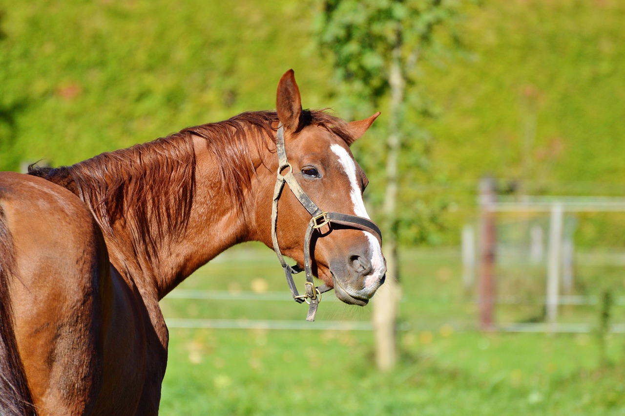 horse ride reiter free photo