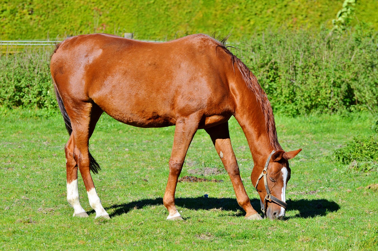 horse ride reiter free photo