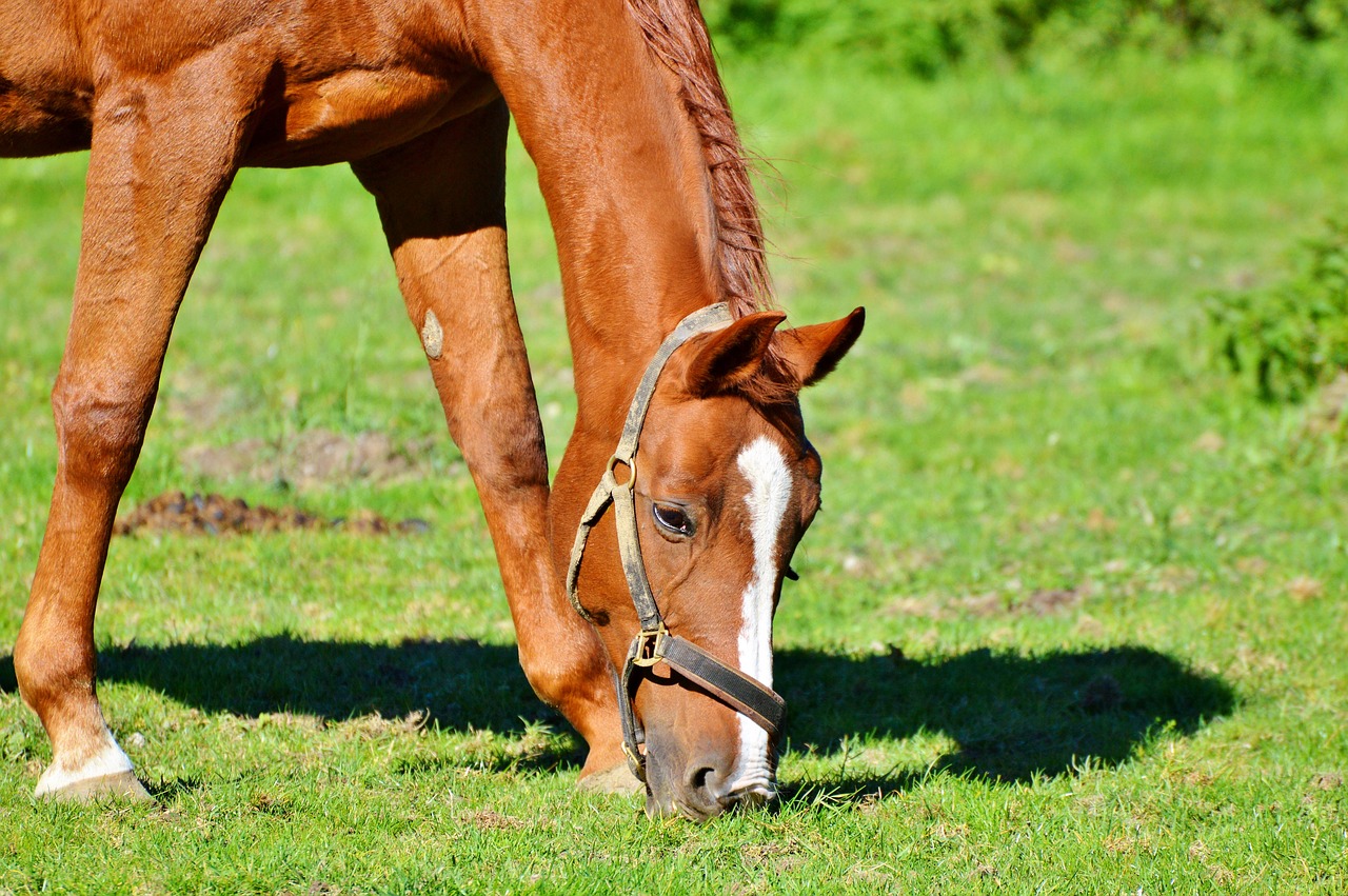 horse ride reiter free photo