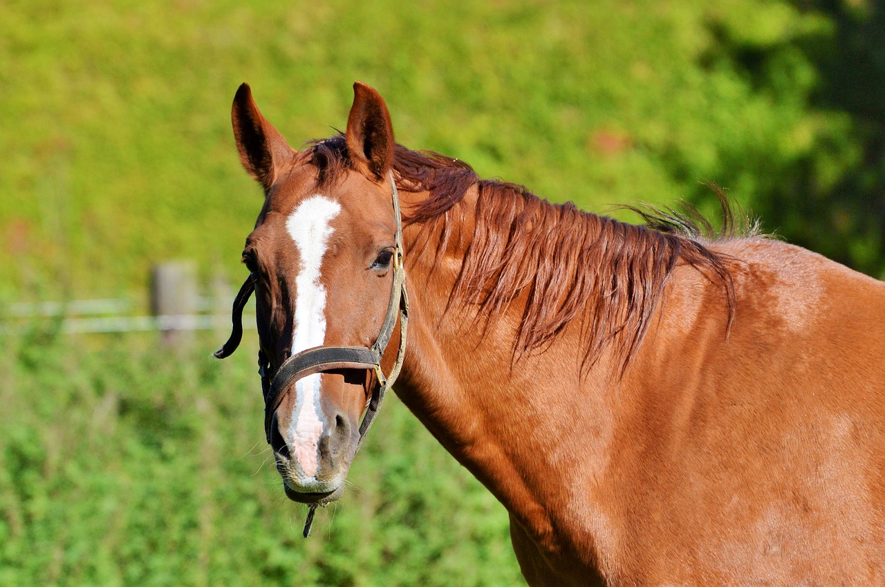 horse ride reiter free photo