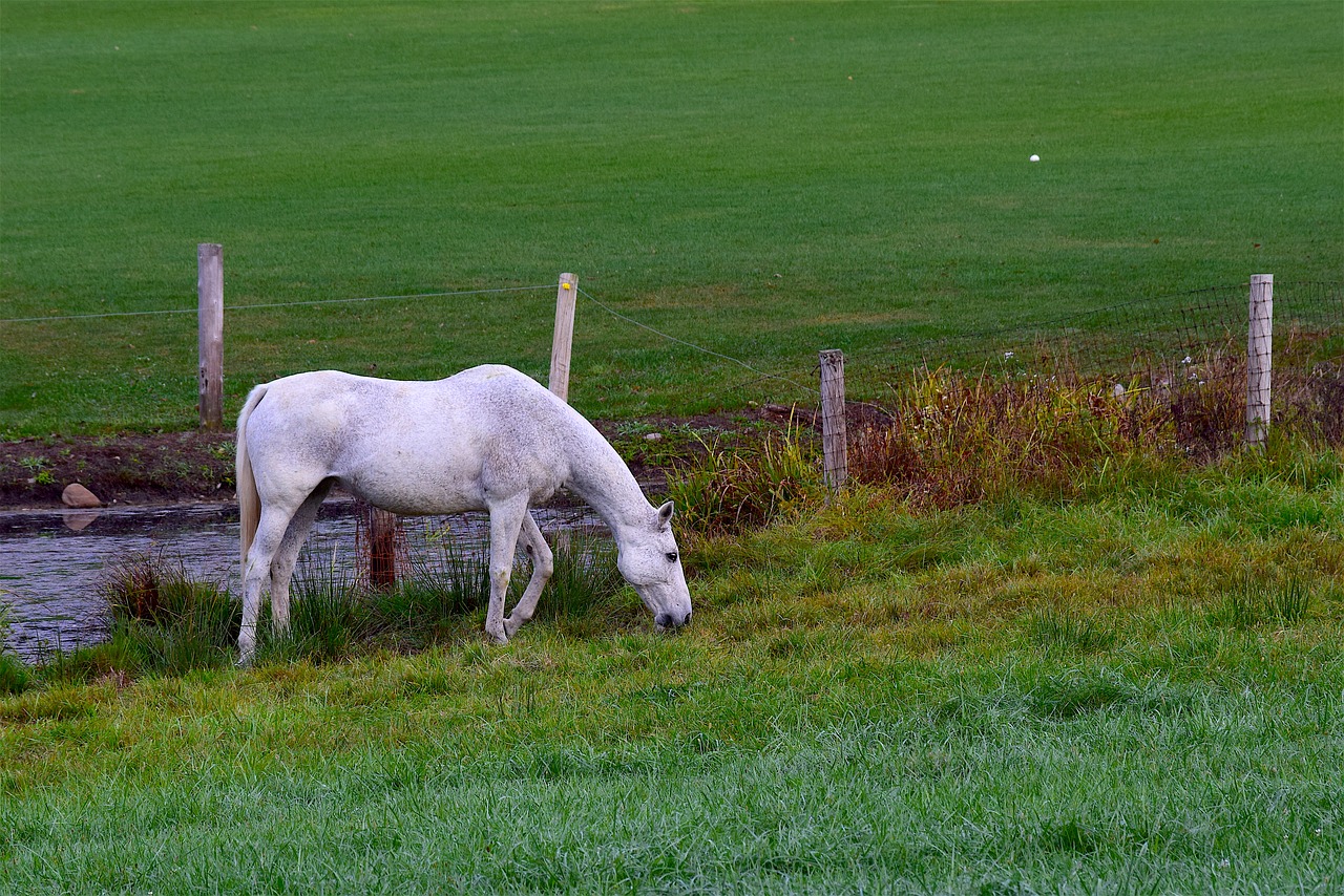 horse white farm free photo