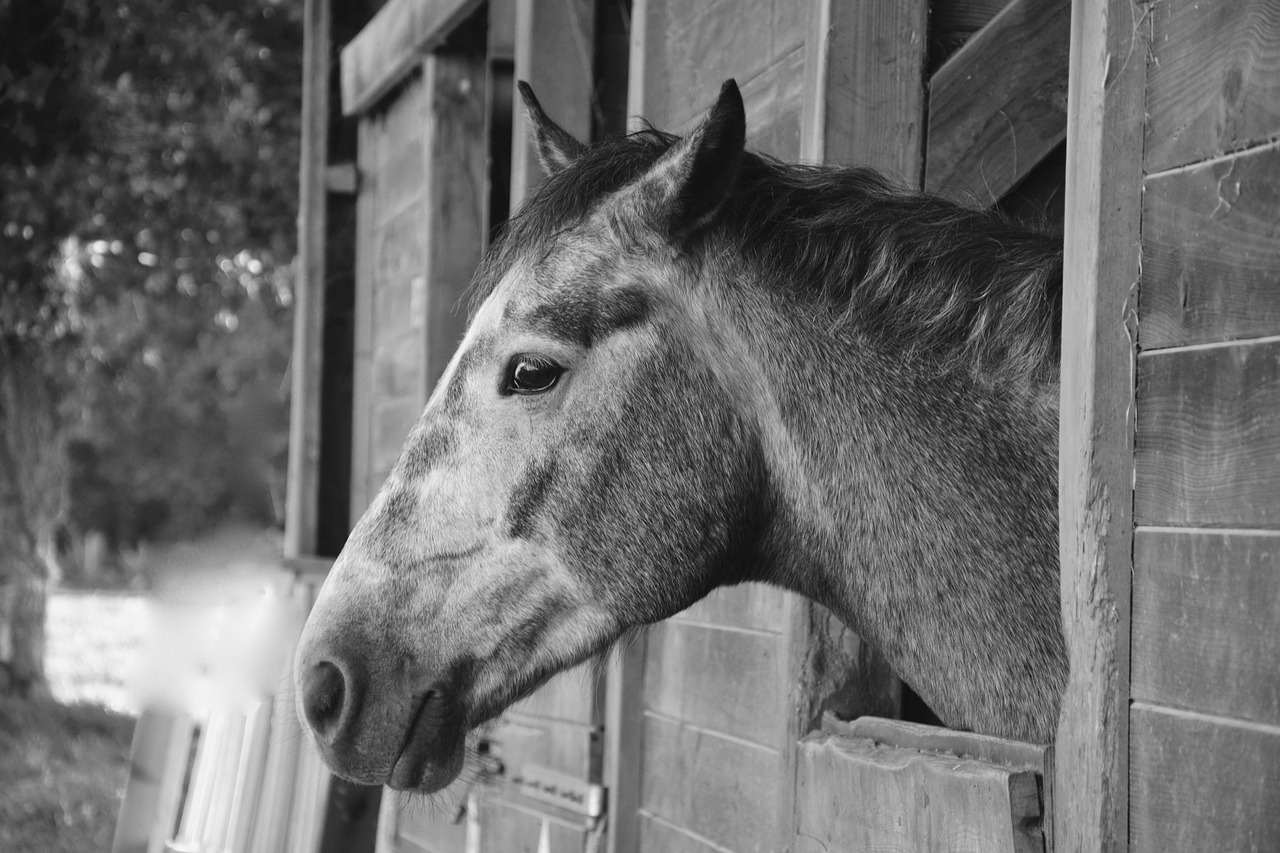 horse photo black white head profile free photo