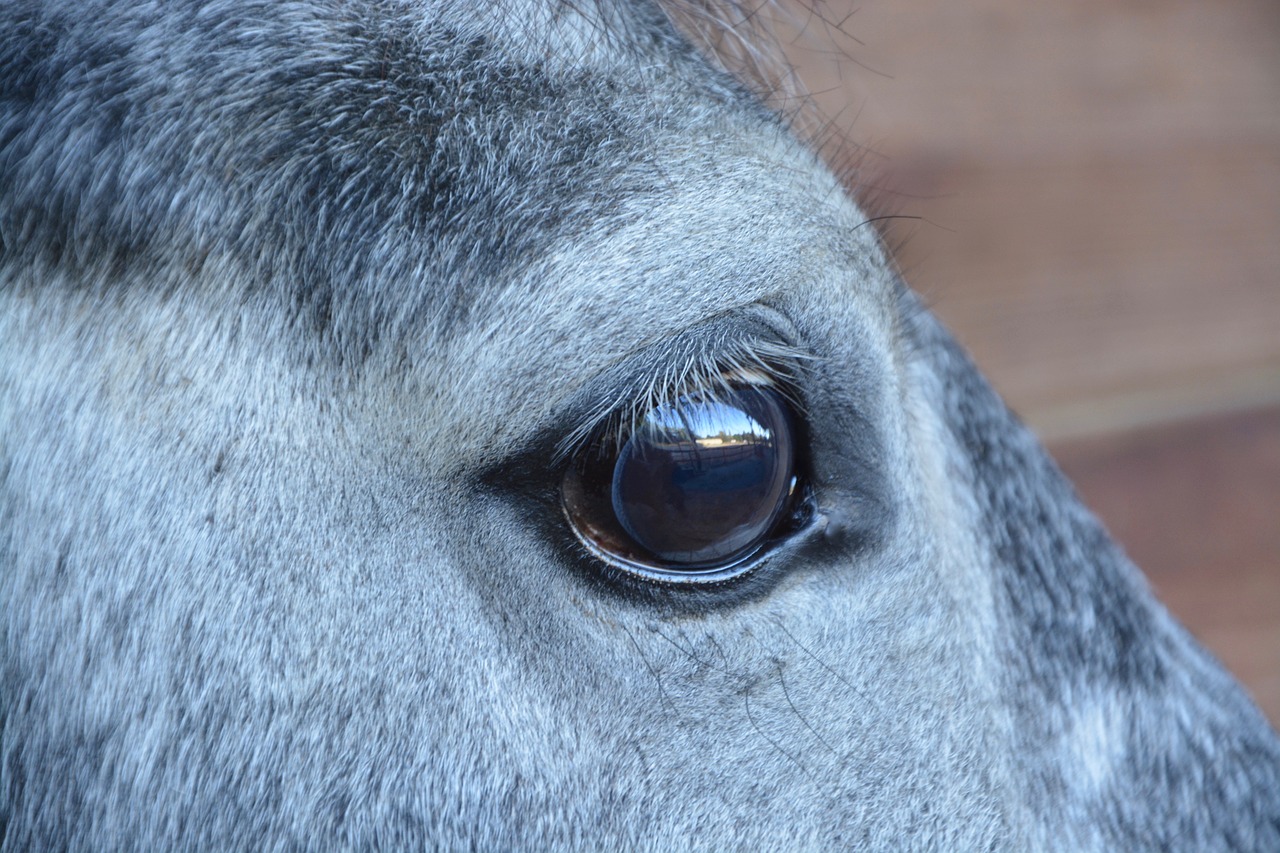 horse horse eye next to horse free photo