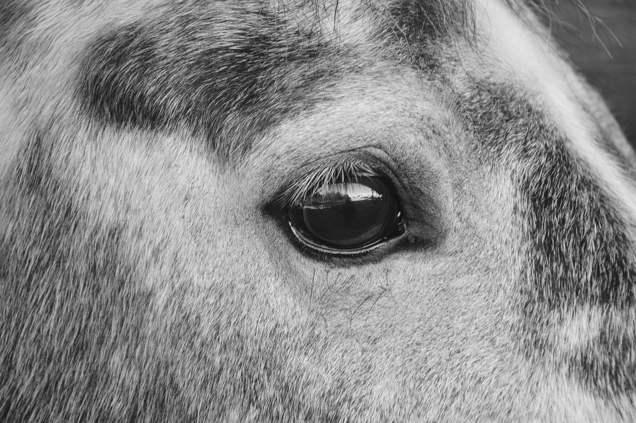 horse horse eye photo black white free photo