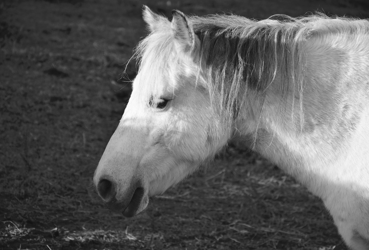 horse equine photo black white free photo