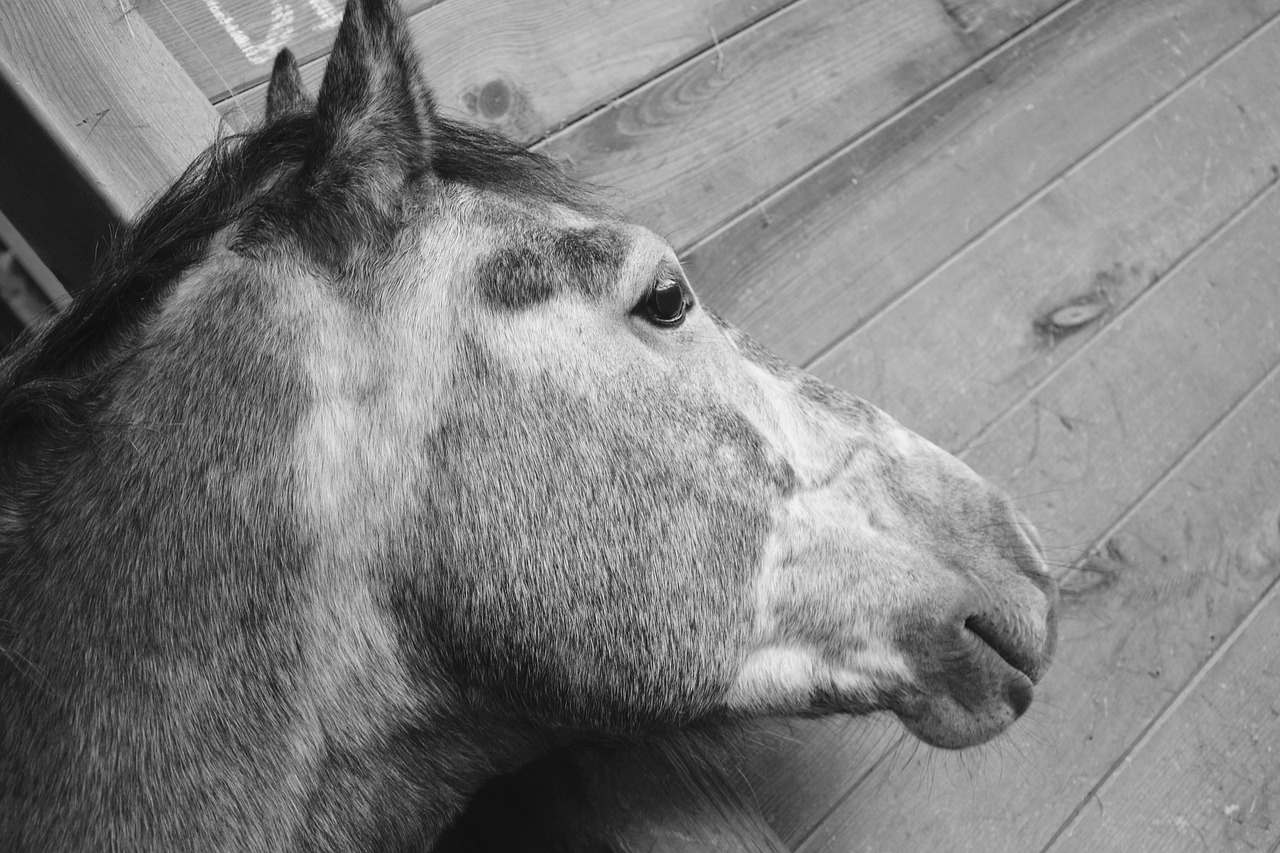 horse head profile plays free photo