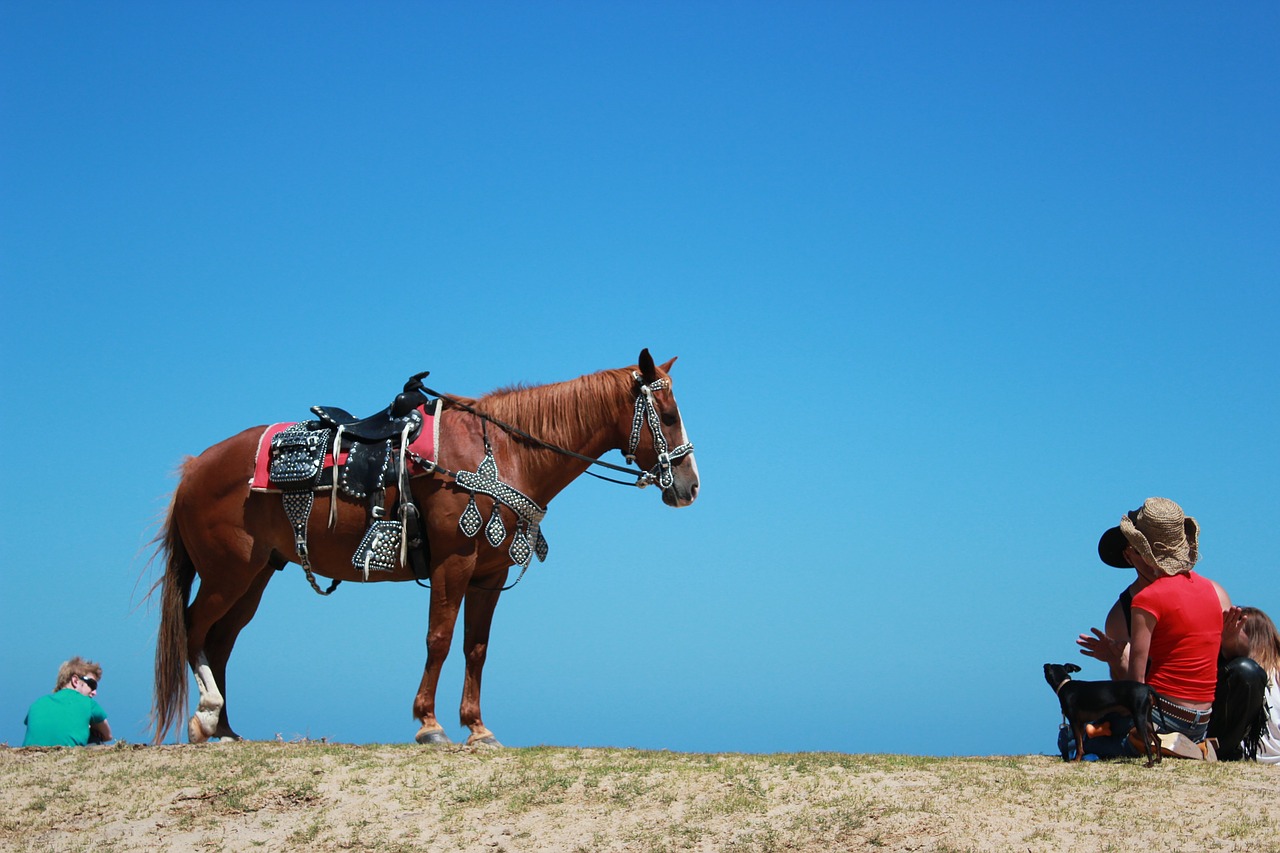 horse saddle blue sky free photo