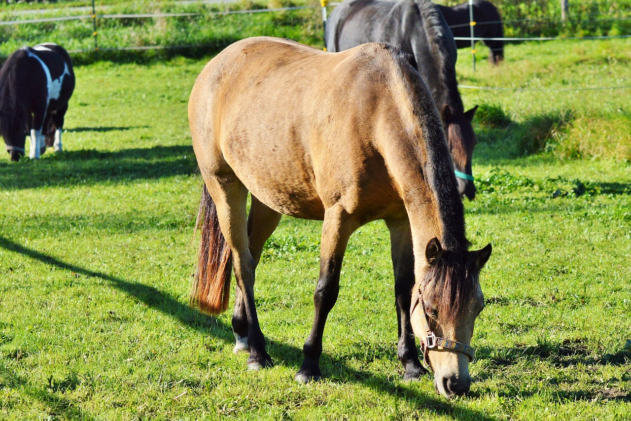 horse ride reiter free photo