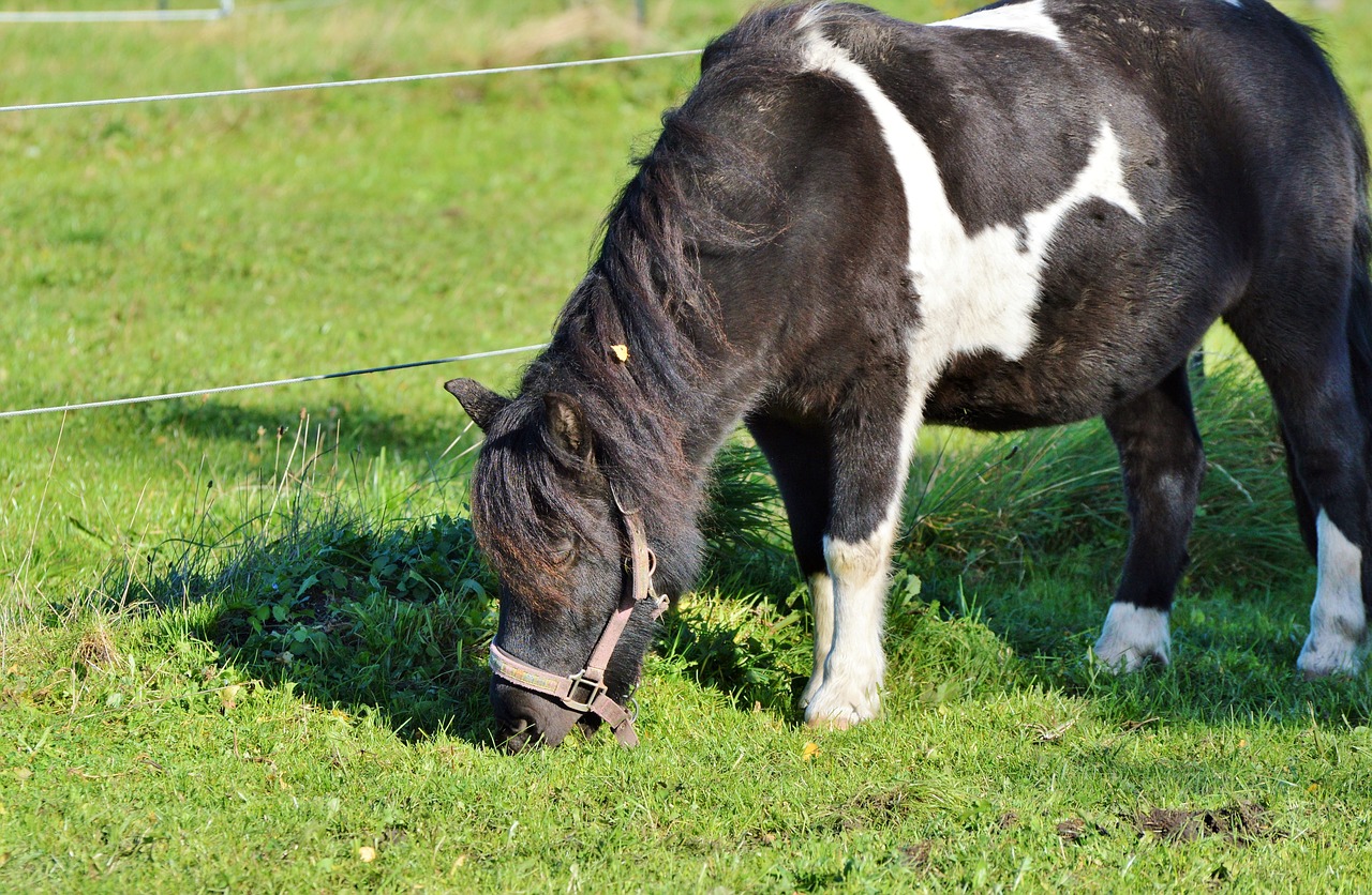 horse pony mane free photo