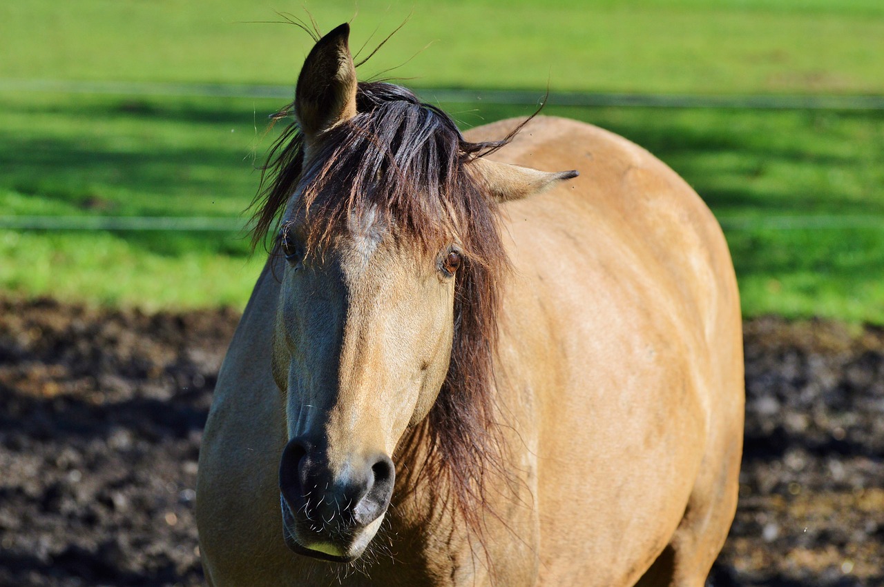 horse ride reiter free photo