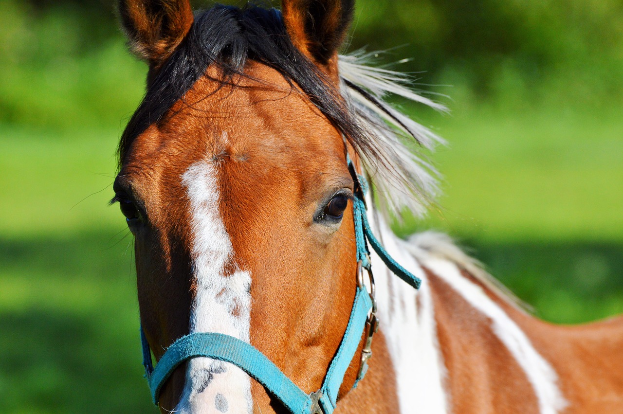 horse ride reiter free photo