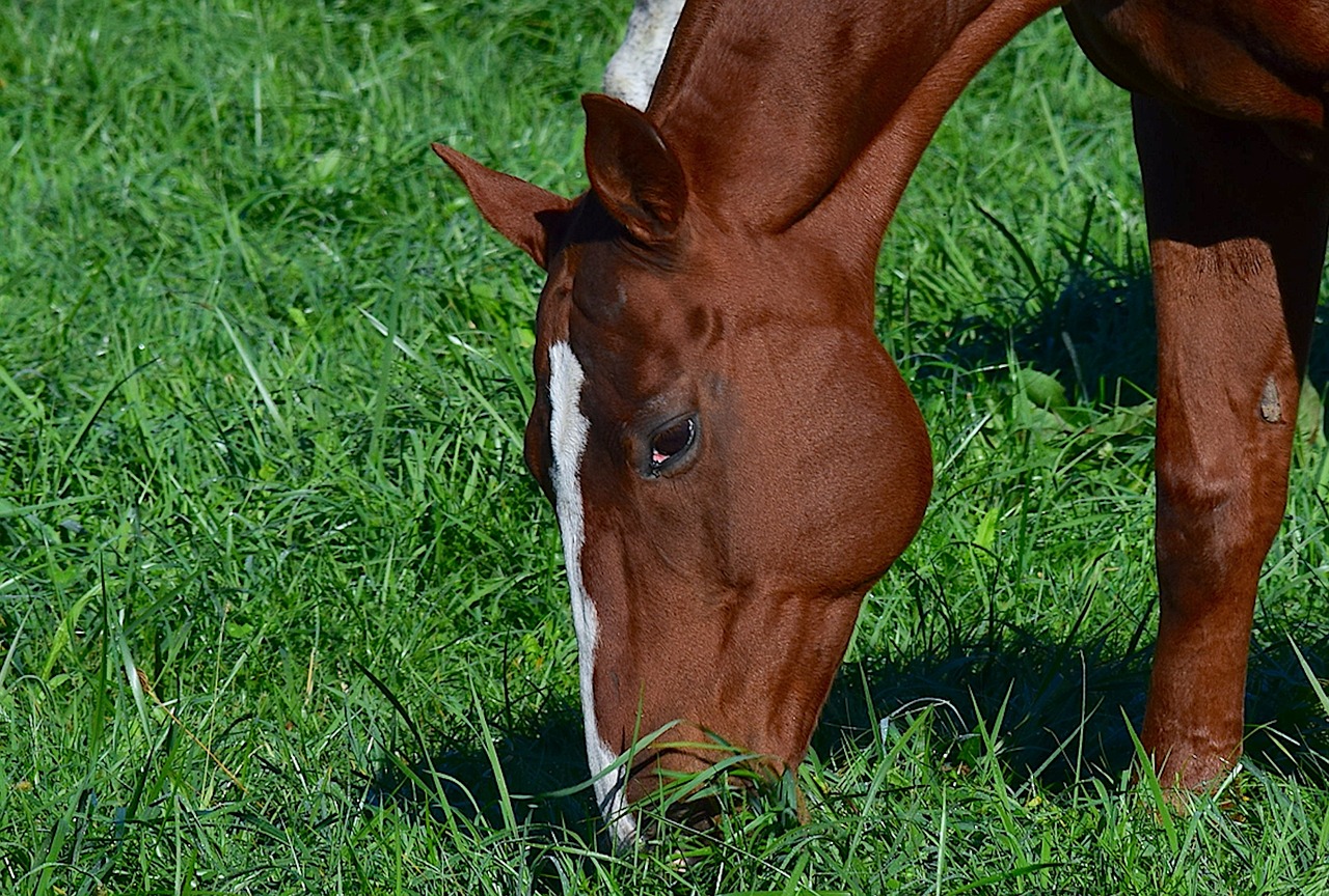 horse portrait animal free photo