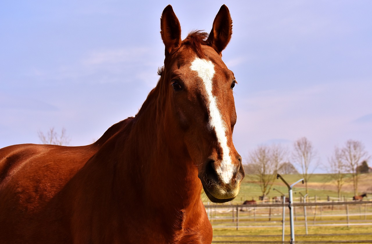 horse coupling wildlife photography free photo