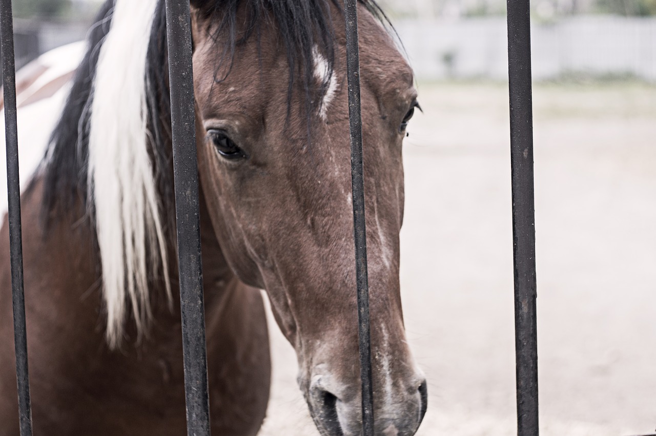 horse zoo cage free photo