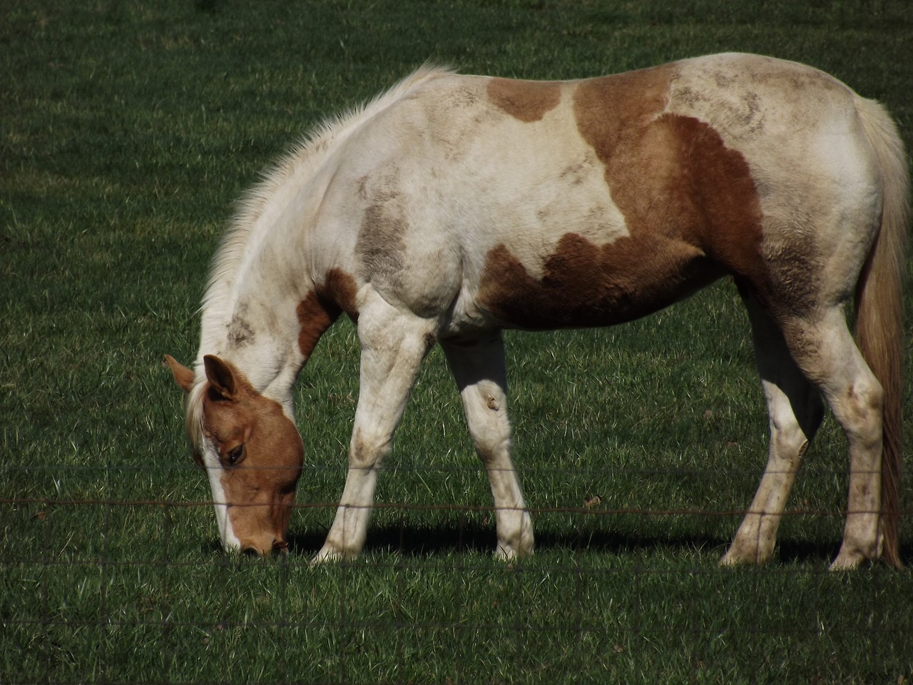 horse mare palomino free photo
