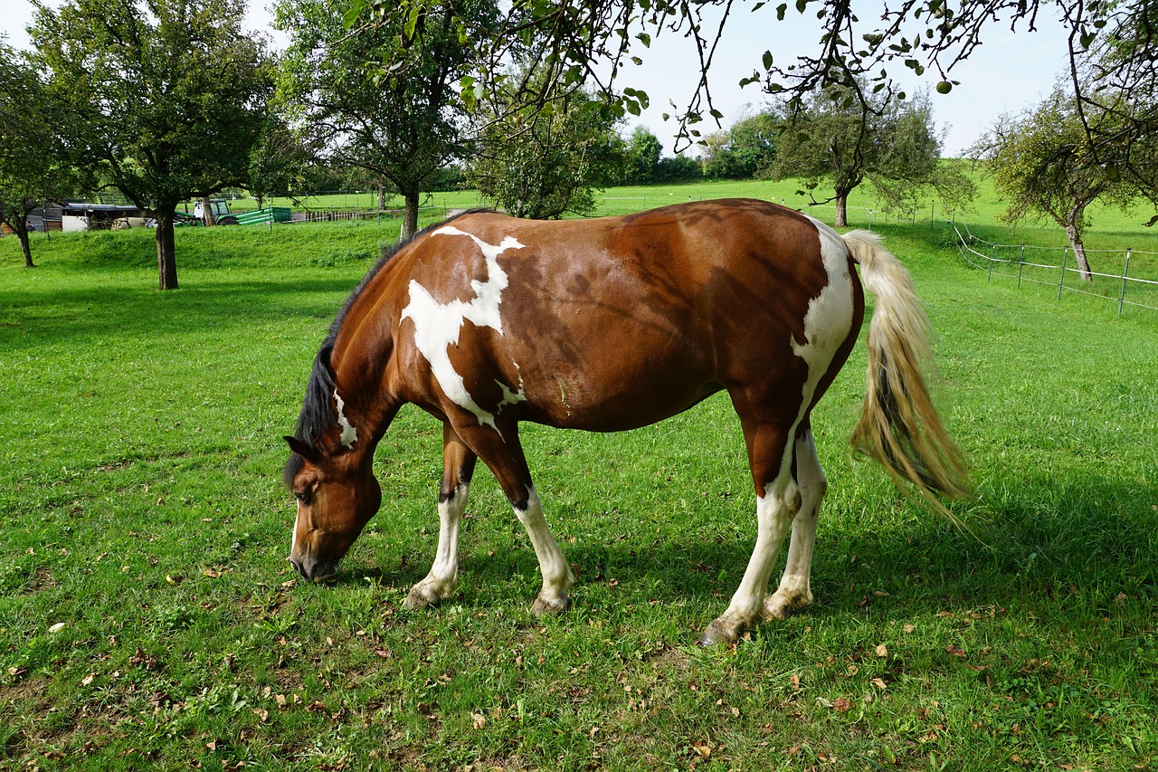 horse pasture summer free photo