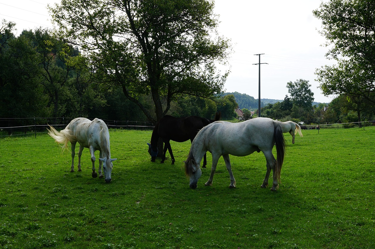 horse pasture summer free photo