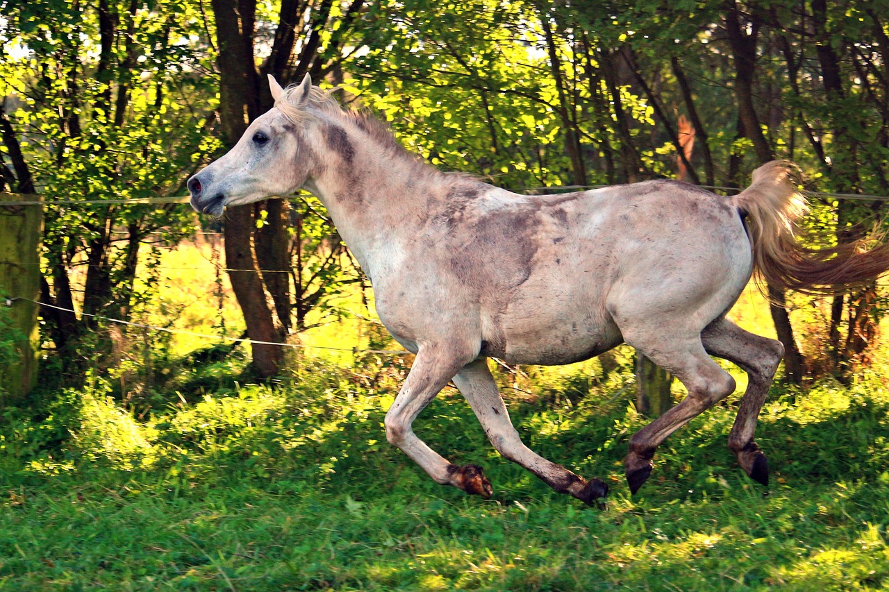 horse gallop arabs free photo