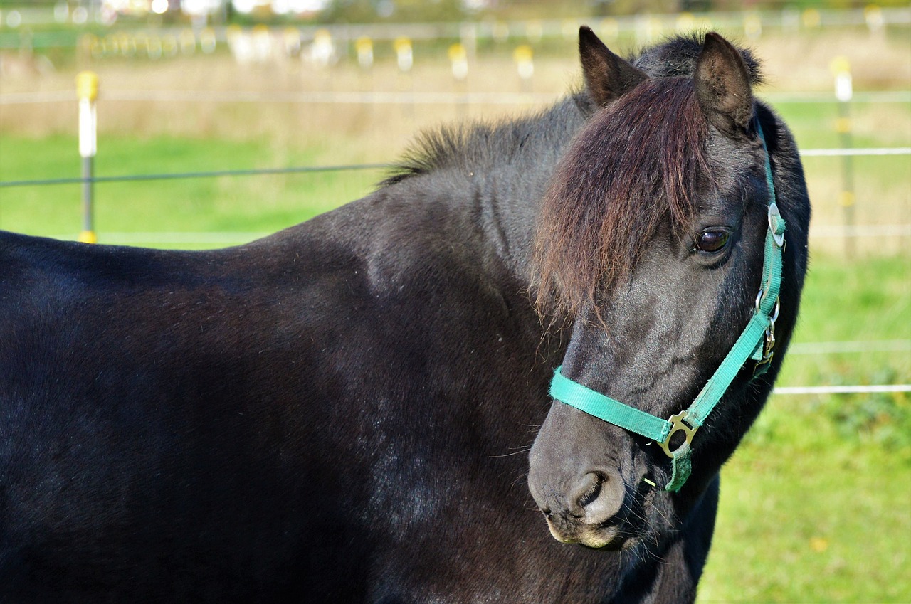 horse ride reiter free photo