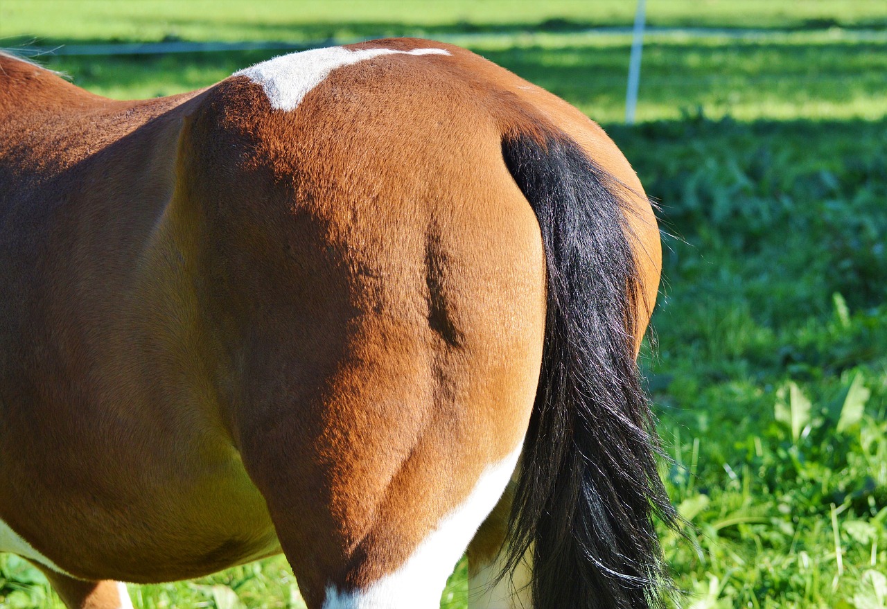 horse tail butt free photo