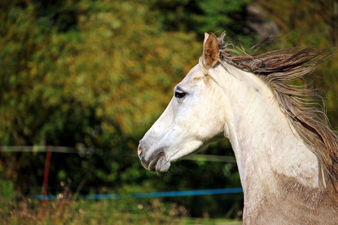 horse horse head mold free photo