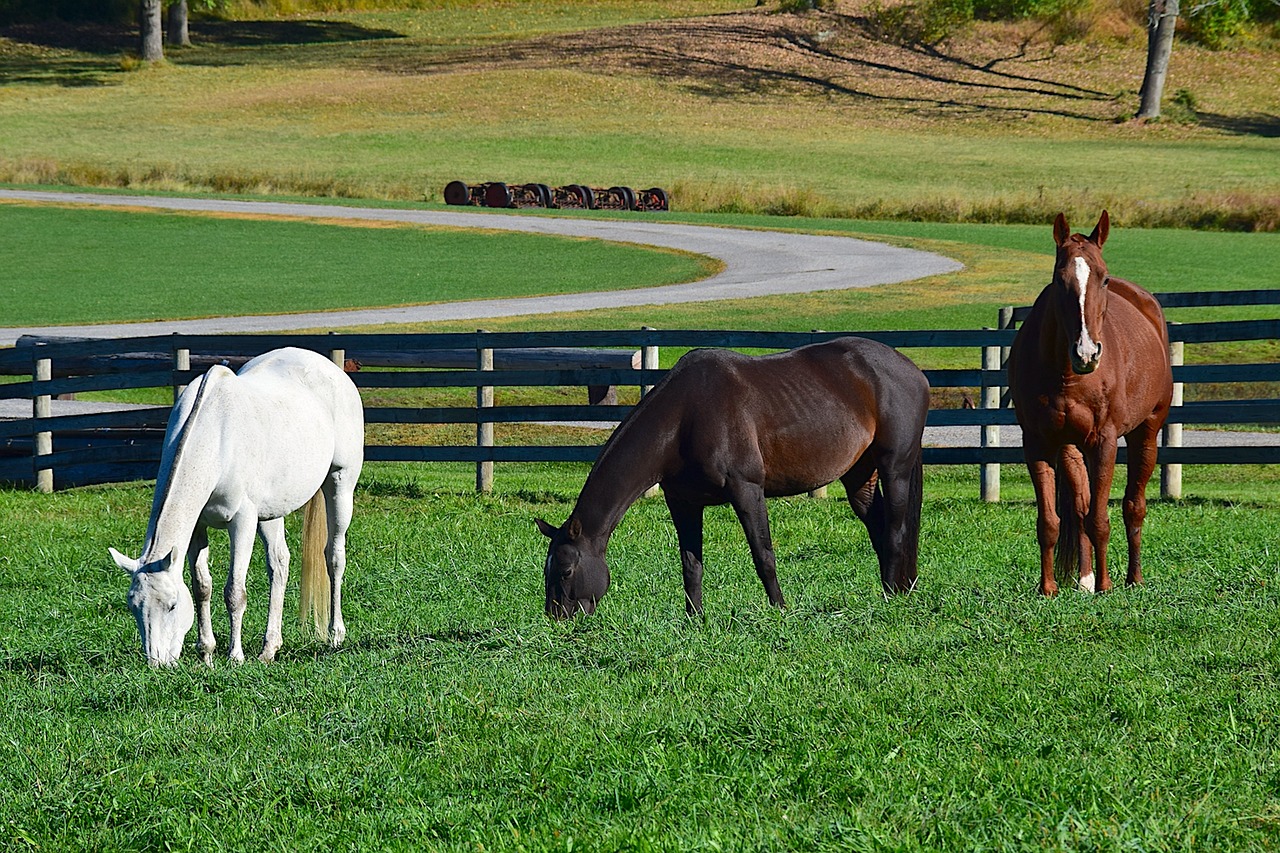 horse farm meadow free photo