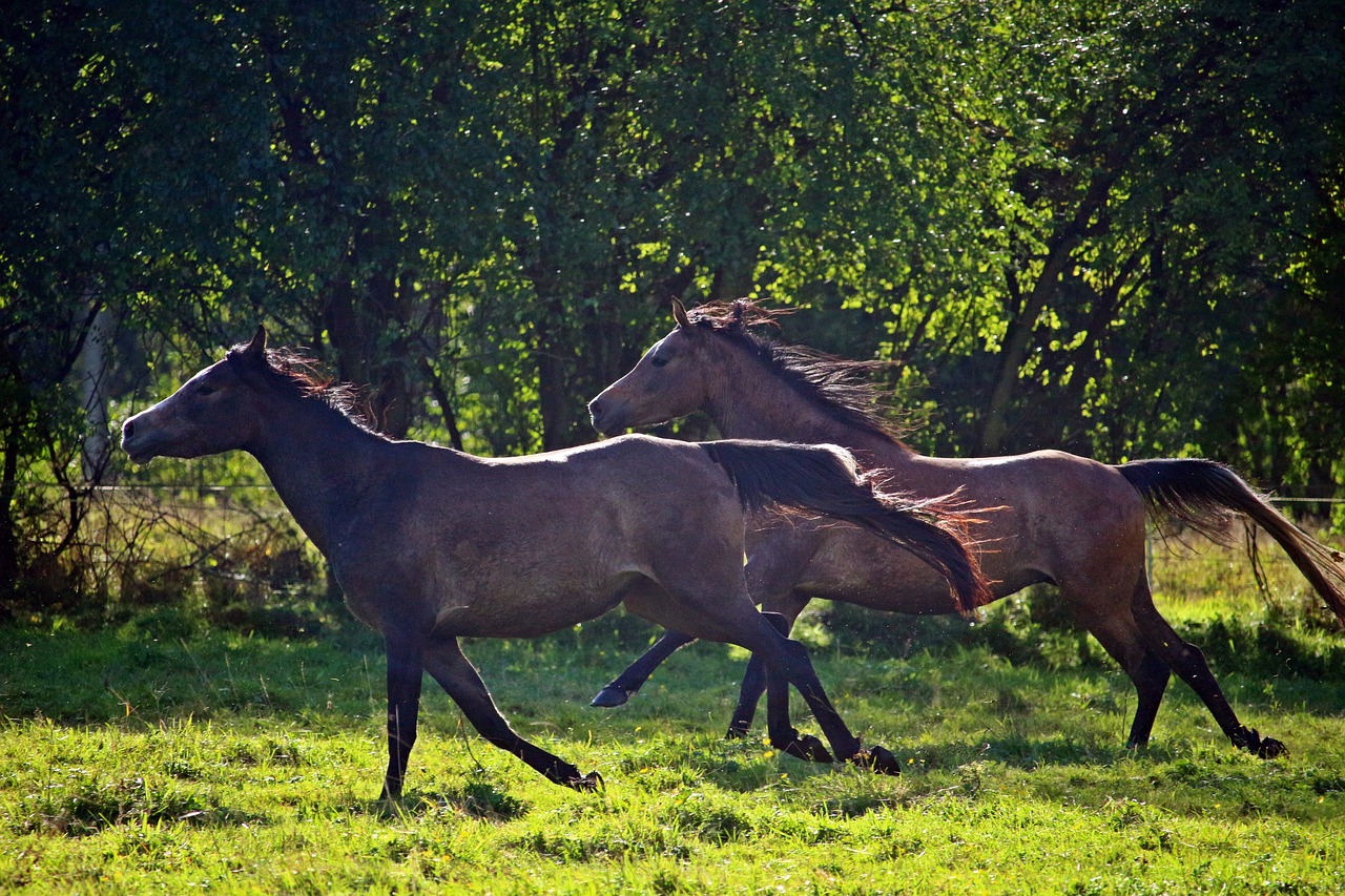 horse arabs thoroughbred arabian free photo