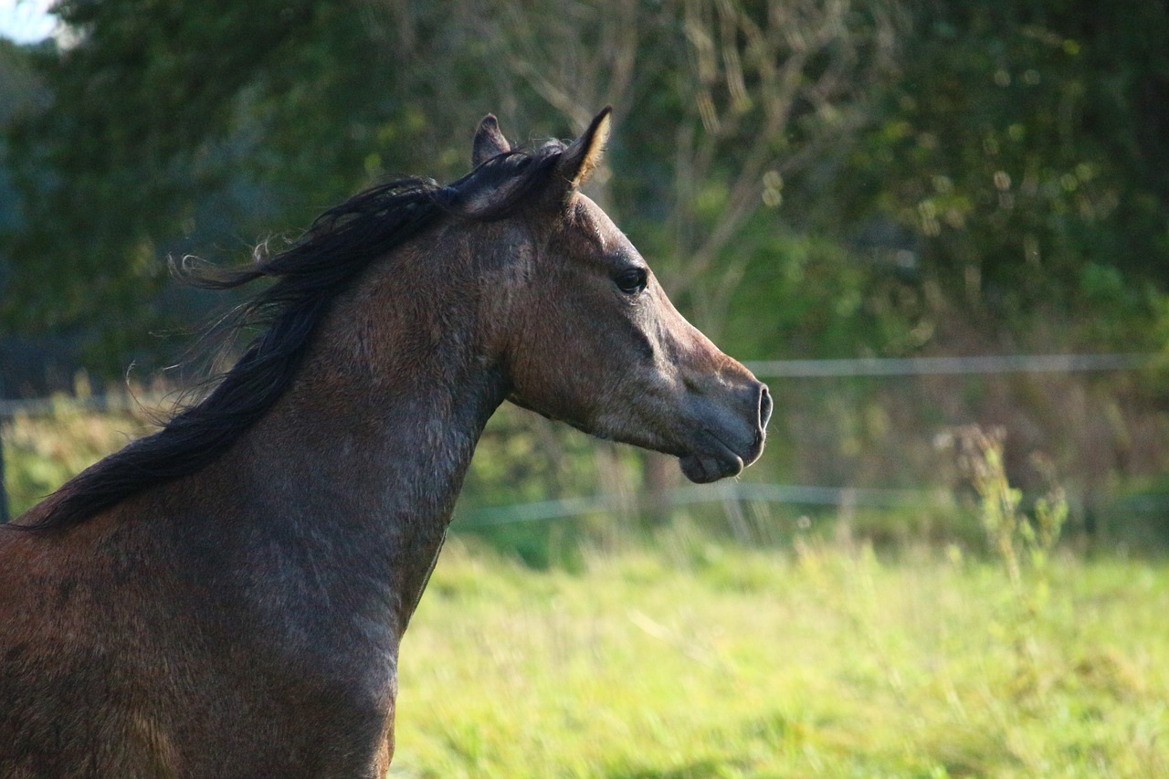 horse brown brown mold free photo