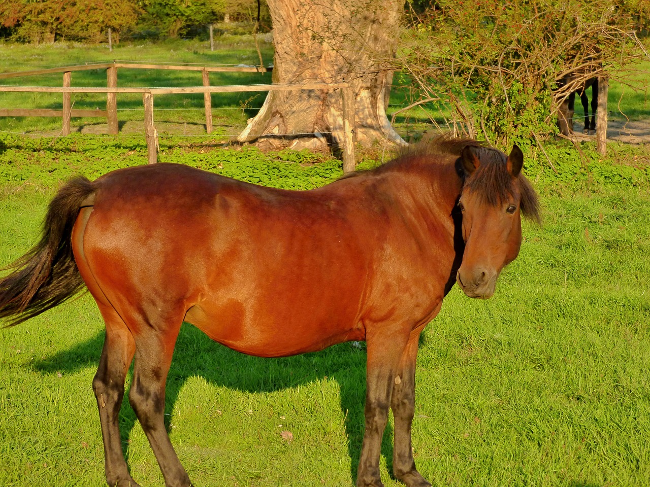 horse hucul animal free photo