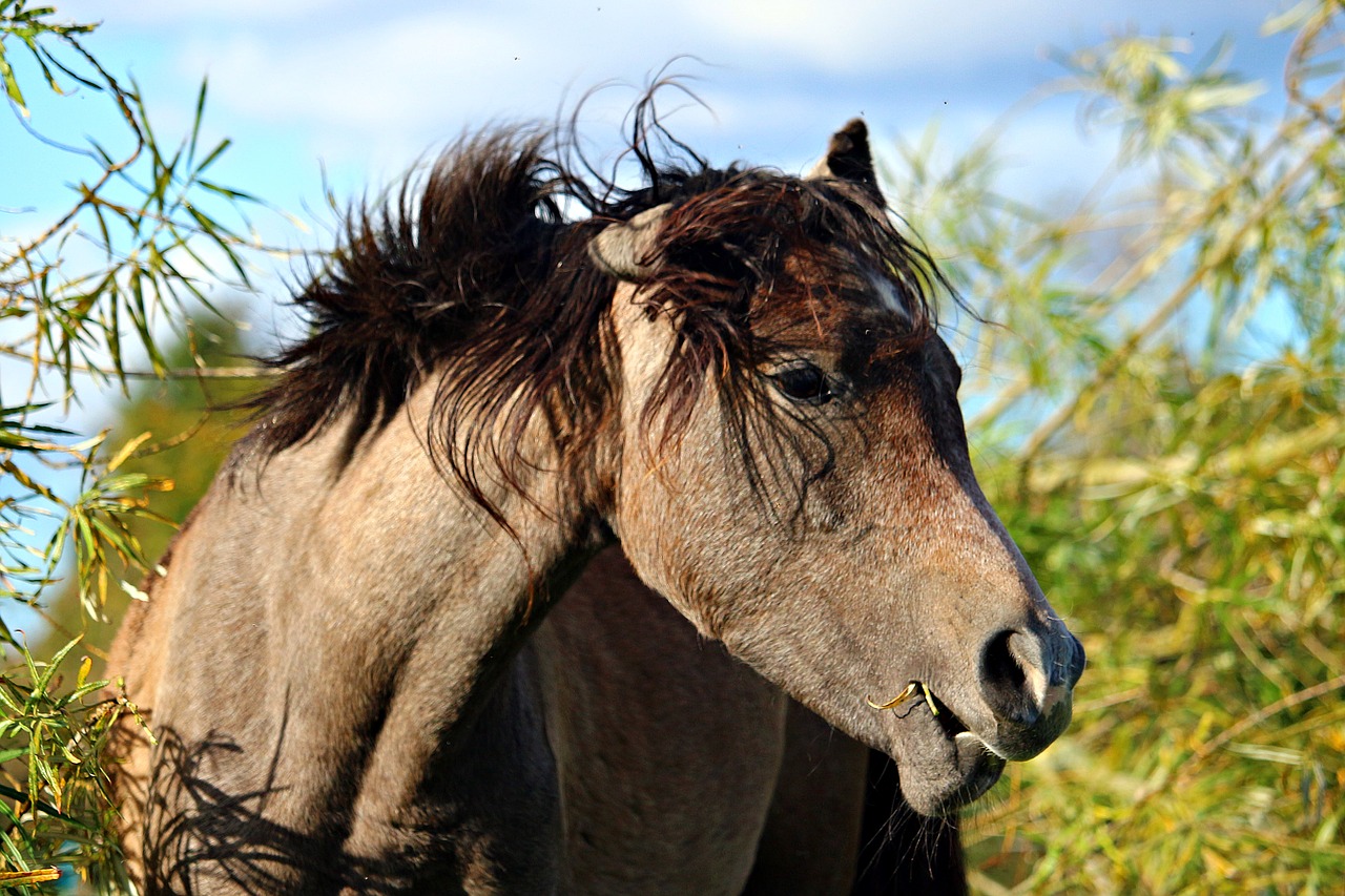 horse thoroughbred arabian horse head free photo