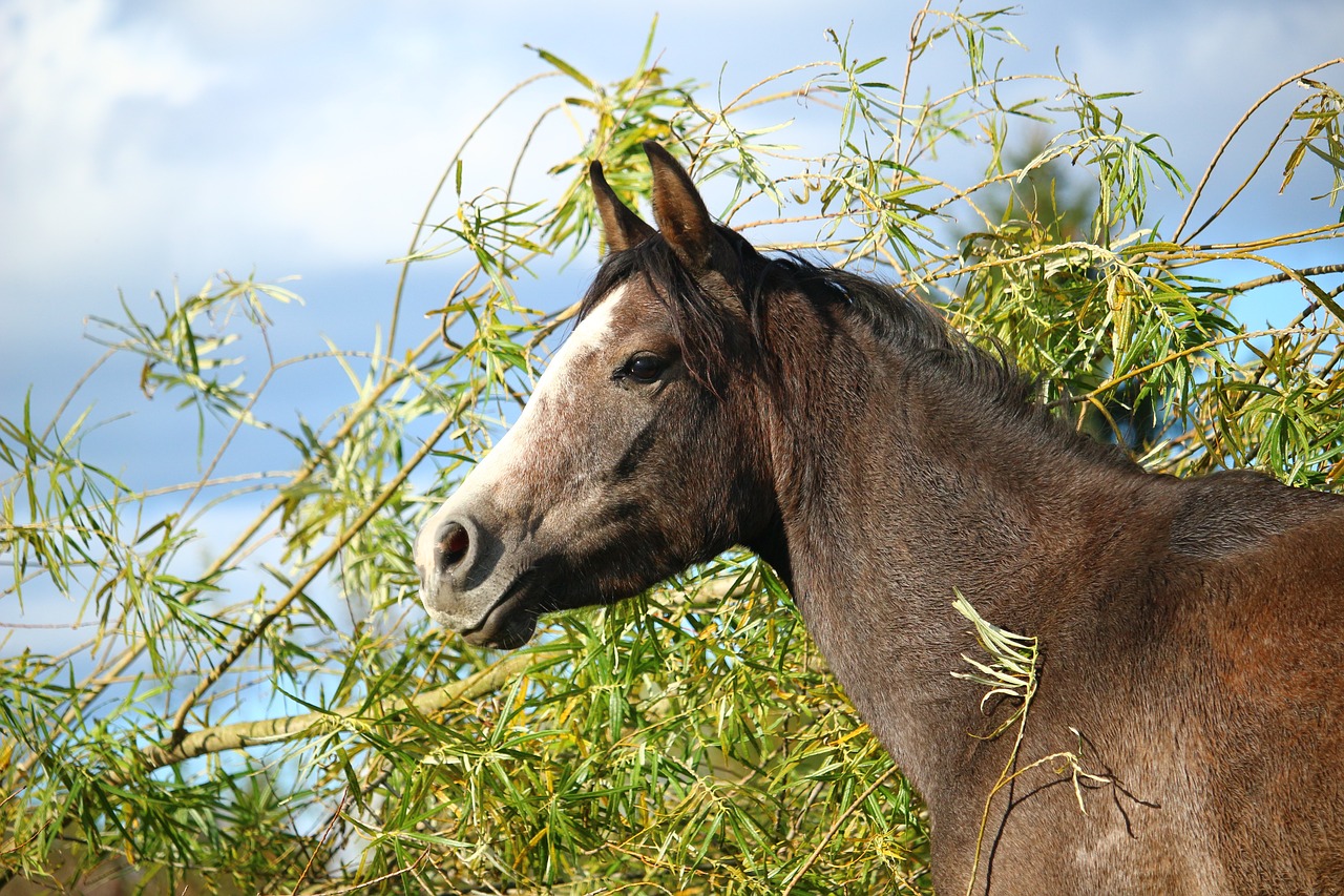 horse horse head arabs free photo