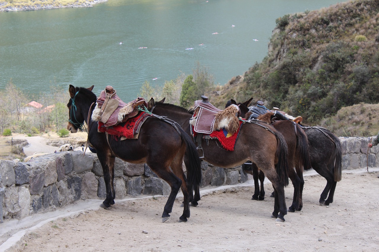 horse mule ecuador free photo