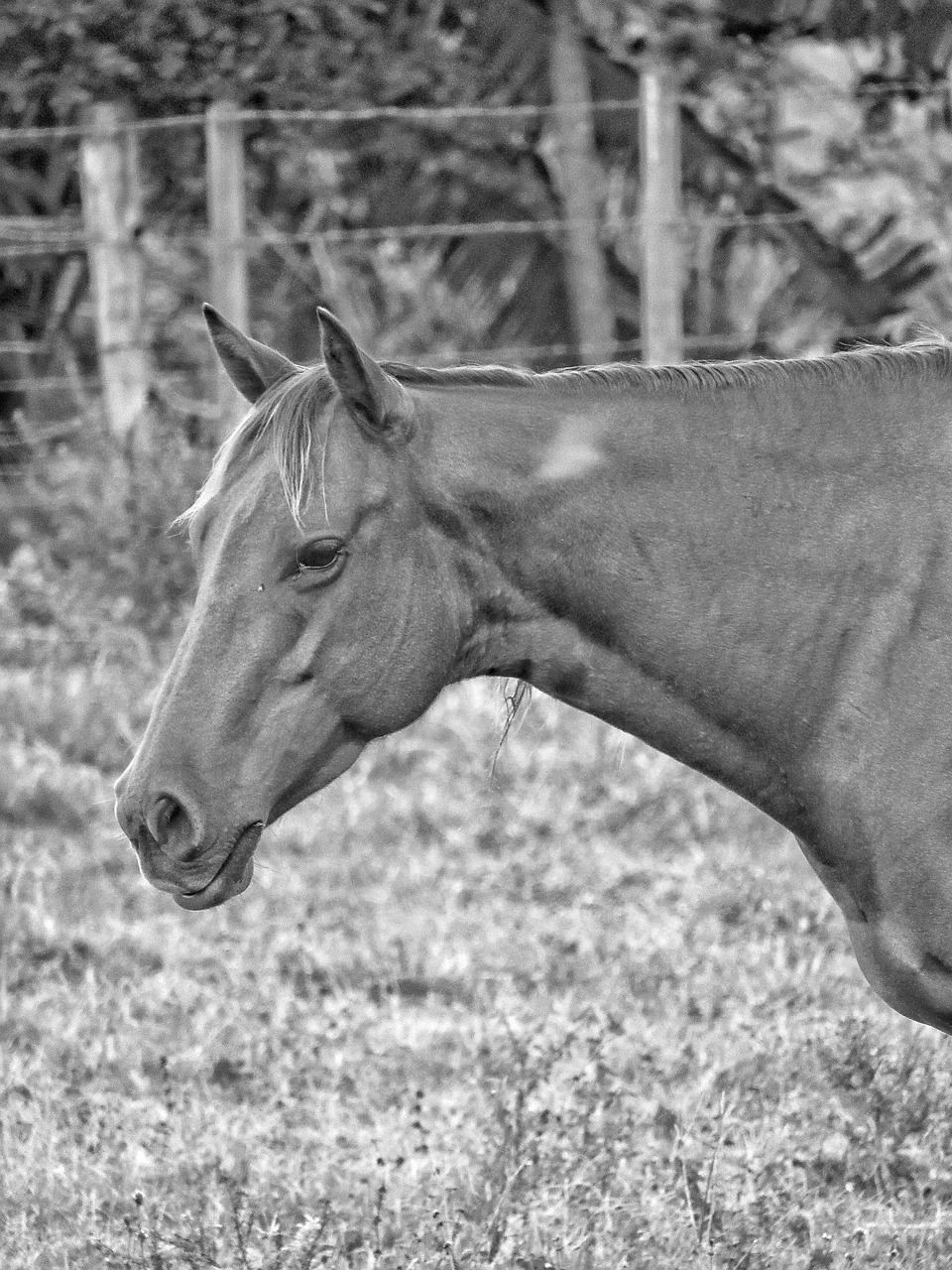 horse animal farm free photo