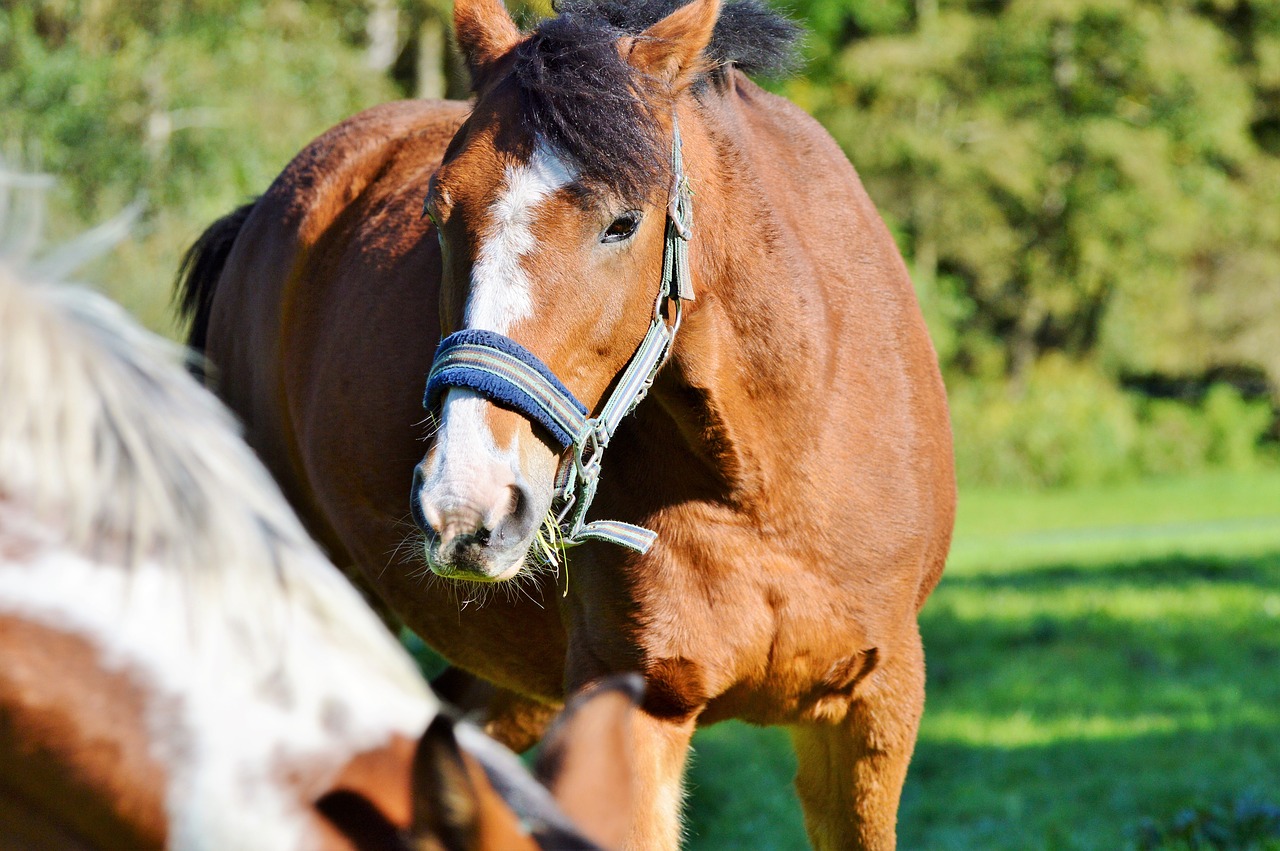 horse ride reiter free photo