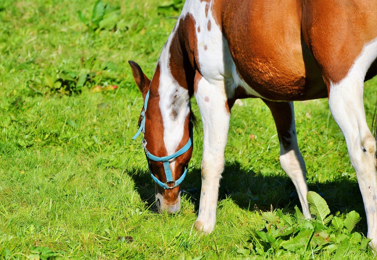 horse ride reiter free photo